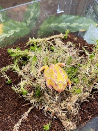 Image 4 of Pac-Man frogs At Urban Exotics
