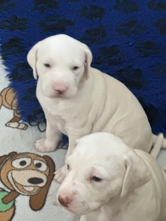 Image 6 of LEMON SPOTTED DALMATIAN BOY PUPS! READY NOW !