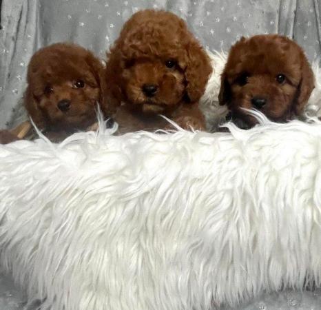 Image 4 of Extensively Health Tested Cavapoo Babies