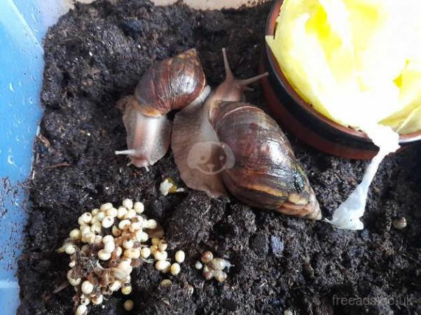 Image 2 of Great African Land Snails younglings