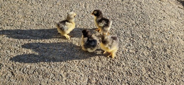 Preview of the first image of Peking Bantams chicks For Sale.