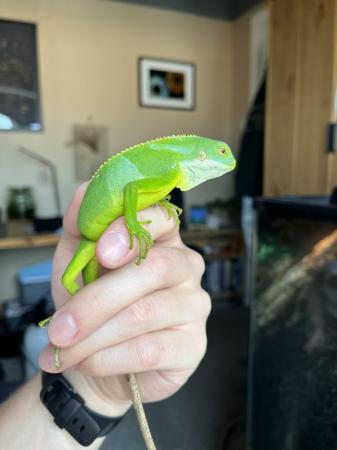 Image 4 of CB24 Fiji Banded Iguanas (Brachylophus fasciatus)