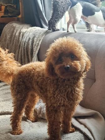 Image 4 of TOY poodle - READ ADVERT