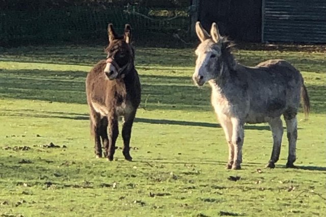 Image 2 of Donkeys for sale as a pair —-SOLD!