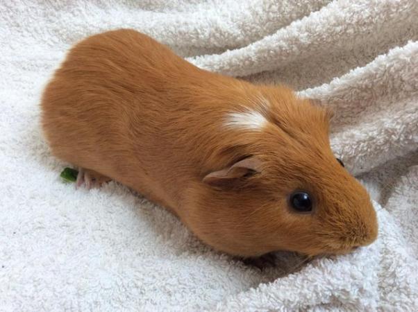 Image 6 of 4 female guineas available