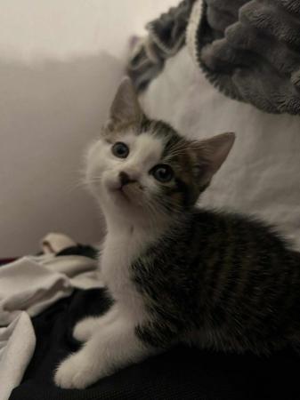 Image 5 of 9 weeks female kitten beautiful stripes white ear tops
