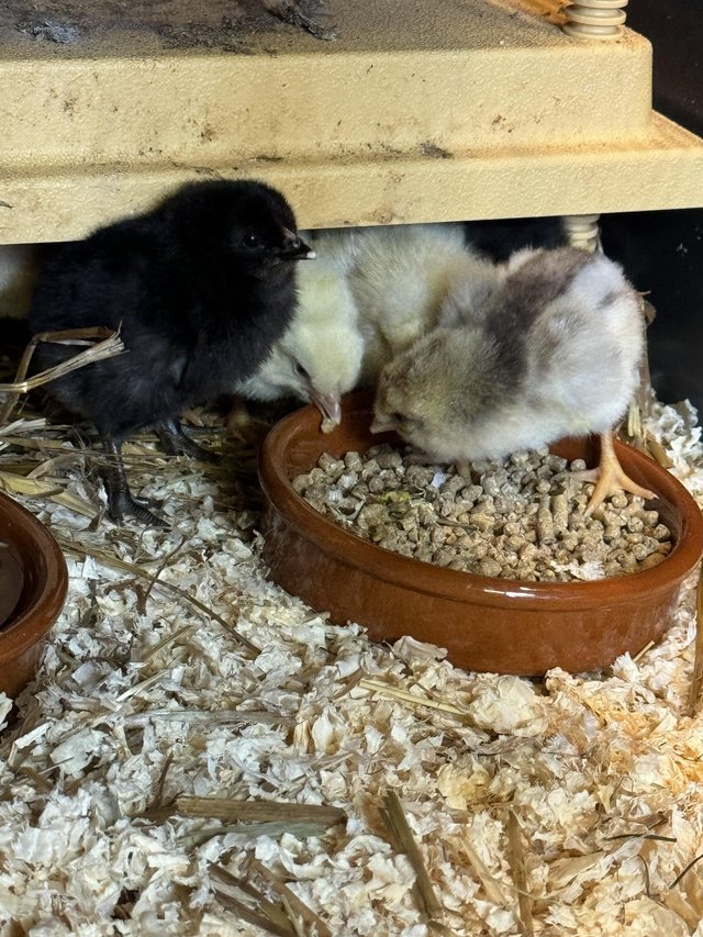 Preview of the first image of Various chicks for sale - newly hatched.
