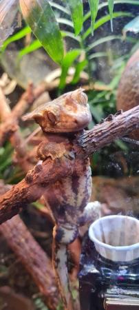 Image 4 of Male harlequin crested gecko + setup