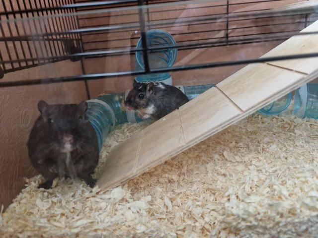 Preview of the first image of 2 male gerbils for adoption.
