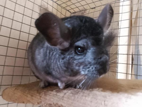 Image 1 of Friendly Chinchillas for Sale