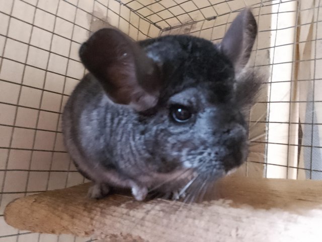 Preview of the first image of Cheeky Chinchillas for Sale.