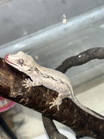 Image 6 of Gargoyle Gecko Male, babies stripe/blotch