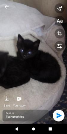 Image 2 of Mixed breed kittens forsale