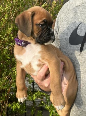 Image 5 of Beautiful male boxer puppy ready to leave for his new home