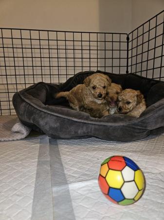 Image 5 of 7 weeks old maltipoo puppies