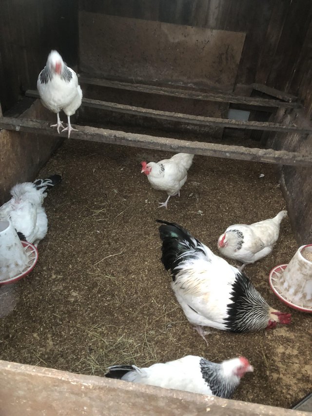 Preview of the first image of Light Sussexcockerel and hens.