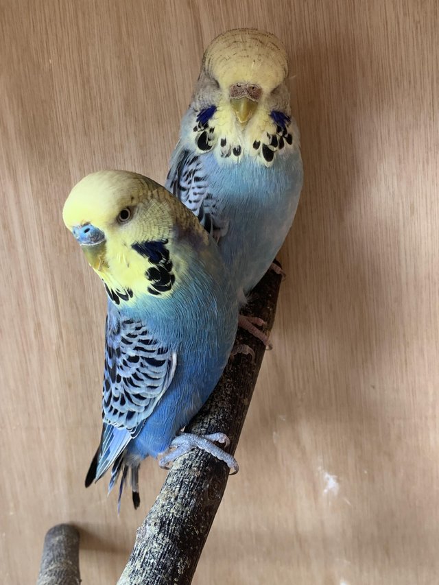 Preview of the first image of Adult budgies aviary birds.