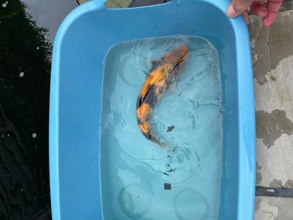 Image 2 of Jaapanese Koi reared from Fry