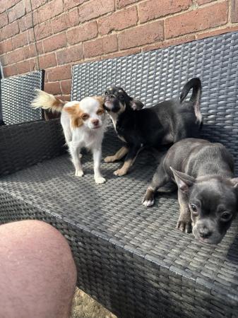 Image 5 of REDUCED 2 Male chihuahua x French bulldog puppies