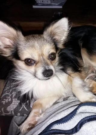 Image 2 of 8 years old male chihuahua no other pet home only