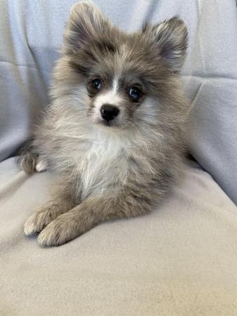 Image 2 of Beautiful Pomeranian Merle Boy