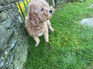 Image 5 of BELLA - ADULT CAVAPOO GIRL LOOKING FOR HER RETIREMENT HOME