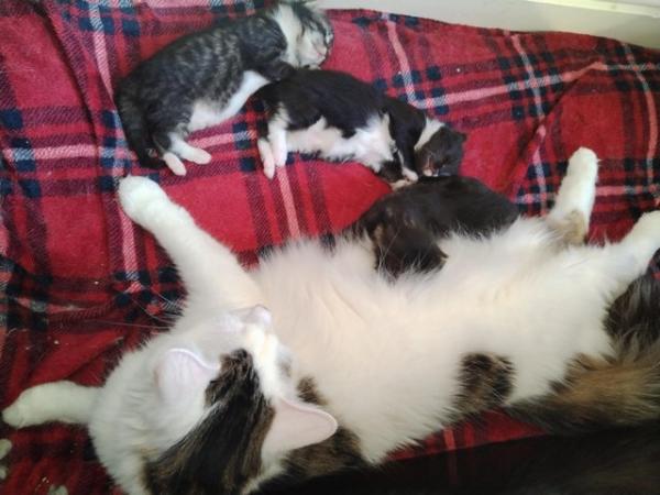 Image 3 of British long haired kittens