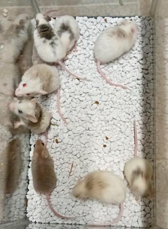 Image 4 of Breeder Group's of ASF Mice