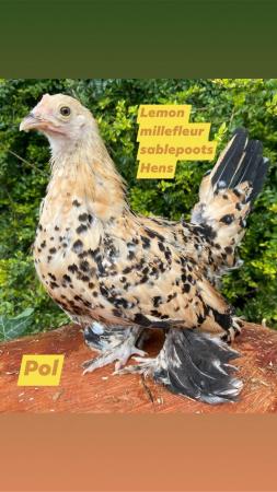 Image 2 of Bantam hens at pol, silkies, polish, pekins, sablepots