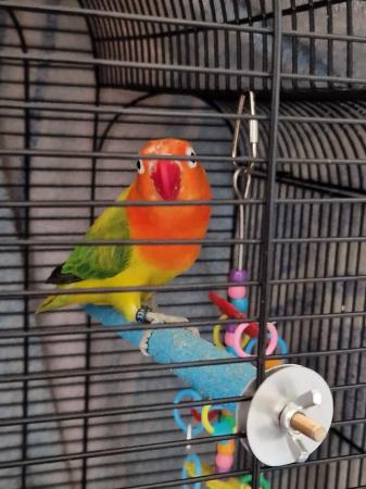 Image 4 of 1 year old lovebirds with cage