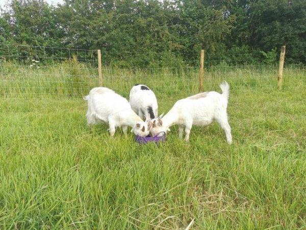 Image 1 of Wanted Yearling Pygmy Goat Doe's