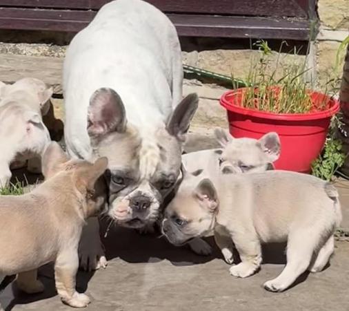 Image 17 of QUALITY TRUE TO TYPE FRENCH BULLDOG PUPPIES