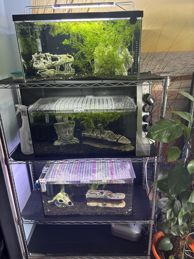Preview of the first image of 45l fish tanks full set up. Ideal for guppys.