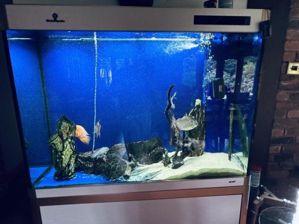 Image 4 of tropical fish and 400 L tank
