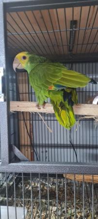 Image 2 of Duble yellow head baby parrot for sale