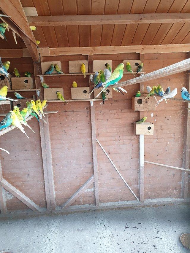 Preview of the first image of Budgies for sale variety of colours.