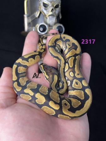 Image 3 of CB23 0.1 Fire OD Het pied royal/ball python baby