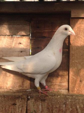 Image 19 of PURE WHITE RACING PIGEON FOR SALE