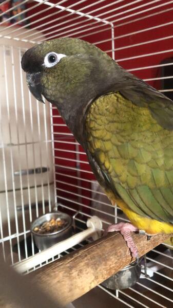 Preview of the first image of PATAGONIAN CONURE HEN FOR SALE.