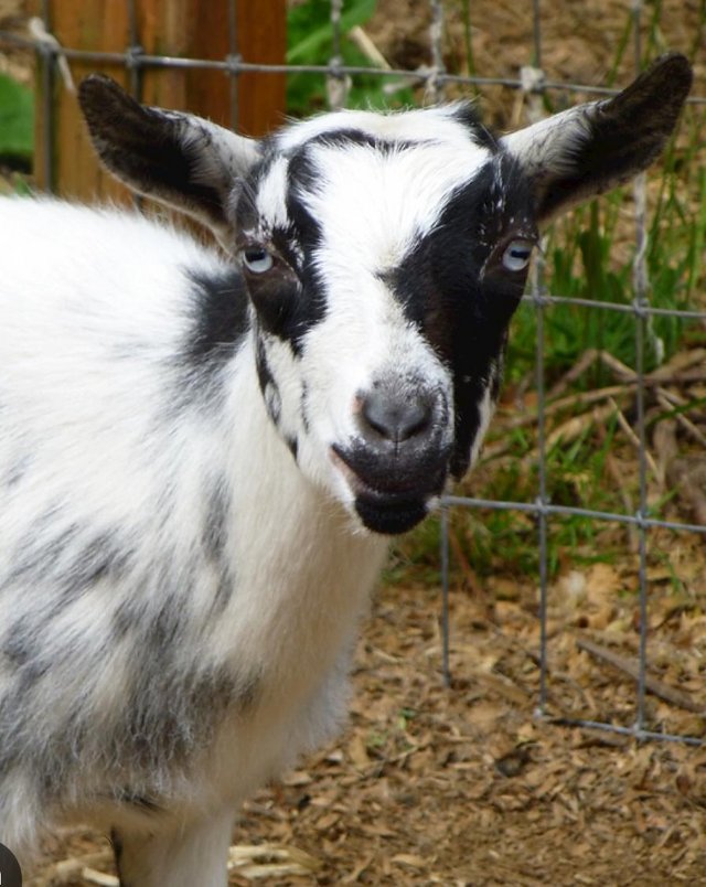 Preview of the first image of Dwarf Nigerian Goats for sale.