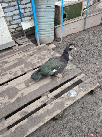 Image 3 of Muscovy ducks for sale in Sheffield