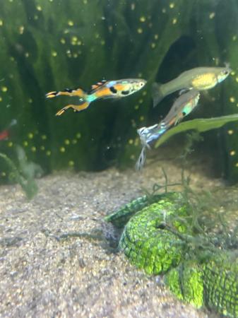 Image 3 of Guppies for sale 6 for £5