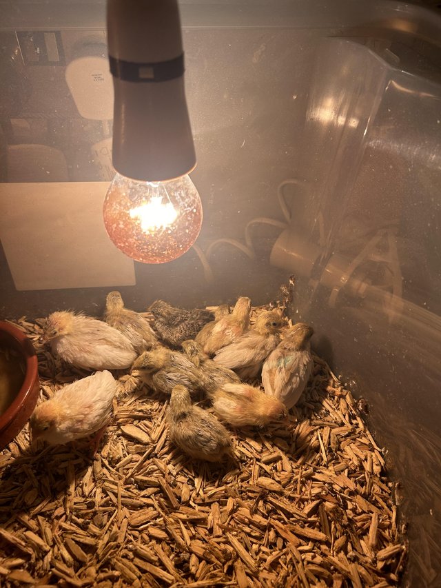 Preview of the first image of Chinese quails young ones.
