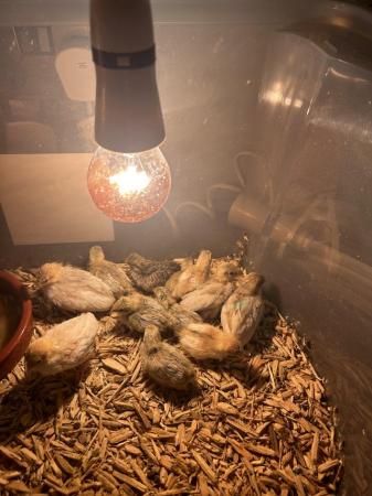 Image 1 of Chinese quails young ones