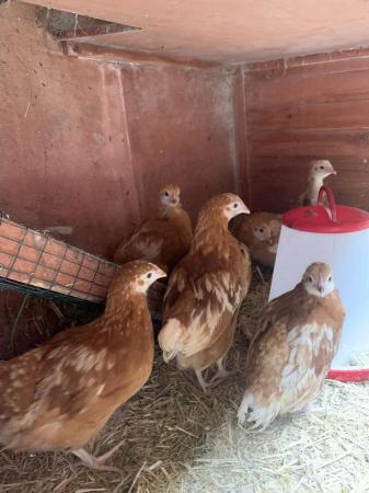 Image 2 of 7 weeks old warren hens