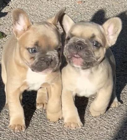 Image 6 of QUALITY TRUE TO TYPE FRENCH BULLDOG PUPPIES