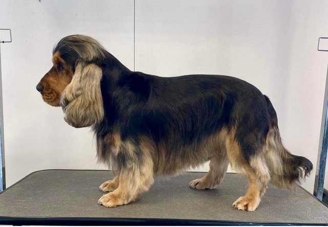 Image 4 of Show type Cocker Spaniel puppy from DNA tested parents