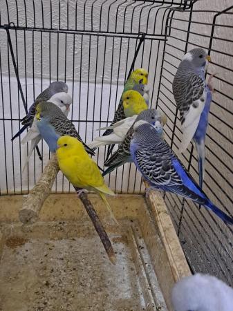 Image 8 of 6 to 7 weeks tame baby budgies for sale