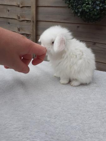 Image 1 of **Stunning mini lop baby boy vaccinated**