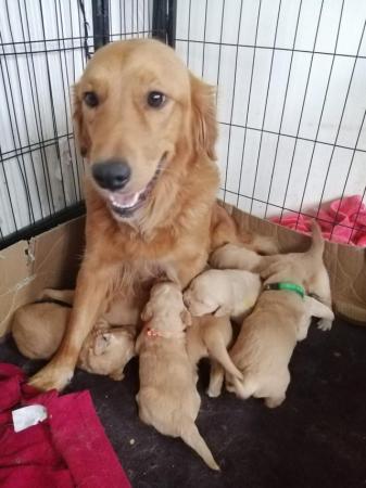 Image 2 of Golden Retriever Puppies Ready for Their Forever Homes!